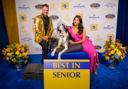 Highlights - Best in Seniors - American Dog Rescue Show 2020