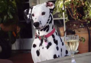 Preview - Best in Special Needs Category - 2019 American Rescue Dog Show