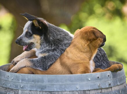 Preview - Tails of Joy 2