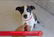 Max - Adoption Ever After - Home & Family