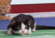 Highlights - Bengals Early Start - Kitten Bowl VI