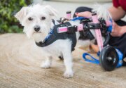 Tanna - Adoption Ever After - Home & Family