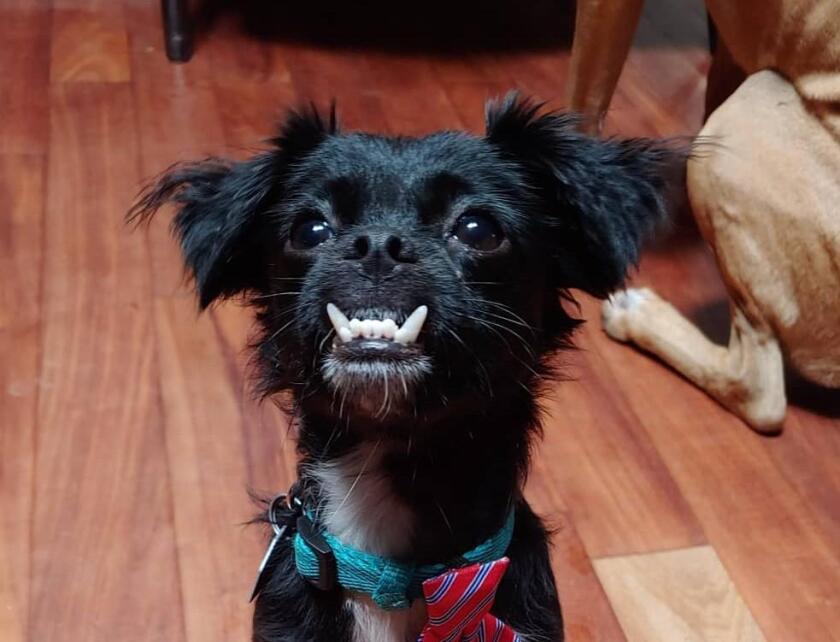 Boogie - Underbite Category