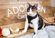 Pet Adoption - Natasha - Home & Family