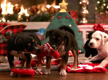 Adoption Ever After - A Puppy Christmas