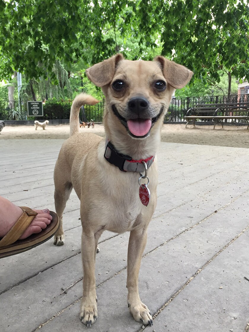 Harley - Smile Category