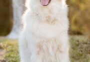 Preview - Best in Senior Dog Category