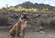 Preview - Best in Talking Category - 2019 American Rescue Dog Show