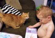Highlights - Gino the Hero Cat - Kitten Bowl