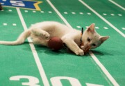 Cat-lete of the Week - Two-Tone Jones - Kitten Bowl V