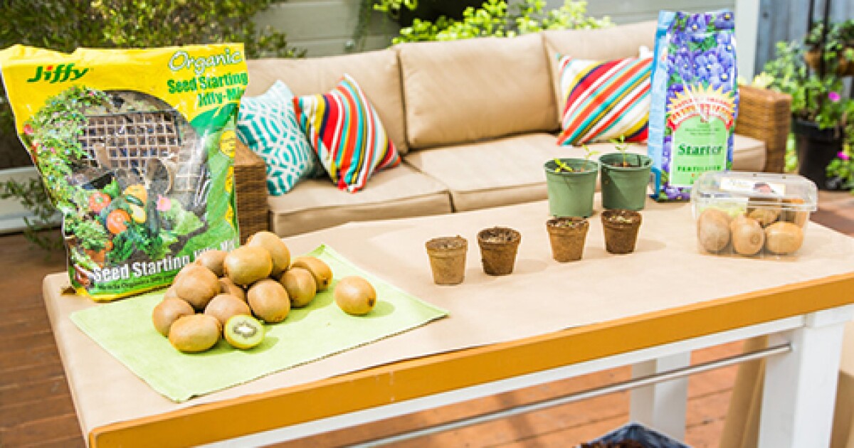 Learn To Plant Kiwi With Shirley Bovshow