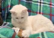 Zelda - Adoption Ever After - Home & Family
