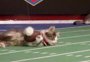 Highlights - Longtails Score First Touchdown - Kitten Bowl VI