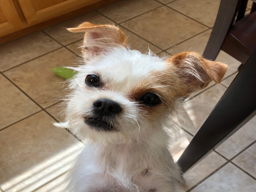 Millie - Talking Category