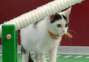 Highlights - Kitten Bowl VIII - Julius Cheeser