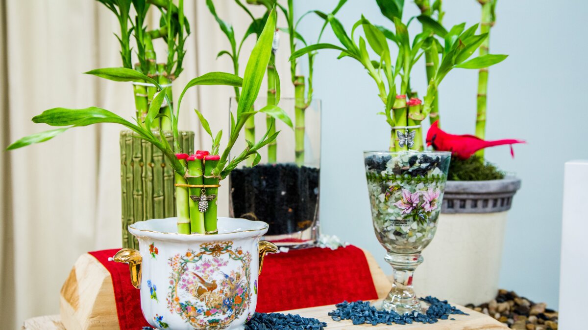 How To - How to Multiply Your Lucky Bamboo Plant