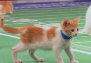 Highlights - Bengals Pounce Back - Kitten Bowl VI