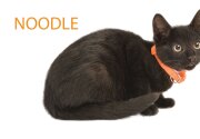Kitten Bowl IV Meet the Kittens - Home & Family Felines - Noodle