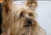 Nutmeg - Adoption Ever After - Home & Family