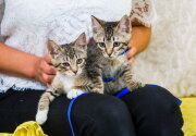 Adoption Ever After – Basil and Parsley - Home & Family