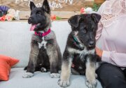 Rufus and Eve - Adoption Ever After - Home & Family