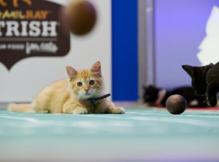 Preview Cat Bowl II & Kitten Bowl VII