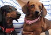 Emma and Spanky - Adoption Ever After - Home & Family