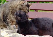 Highlights - Meet Courage - Kitten Bowl VII