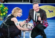 Preview - 2019 American Rescue Dog Show
