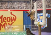 A Two-Cat Conversion for the Win - Kitten Bowl V
