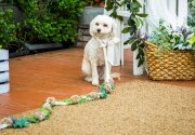 DIY Floral Dog Leashes – Home & Family
