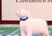 Cat-lete of the Week - Pearl & Opal - Episode 4