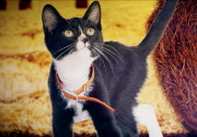 Cat-lete of the Week - E-Squeak-iel Elliott - Kitten Bowl VII