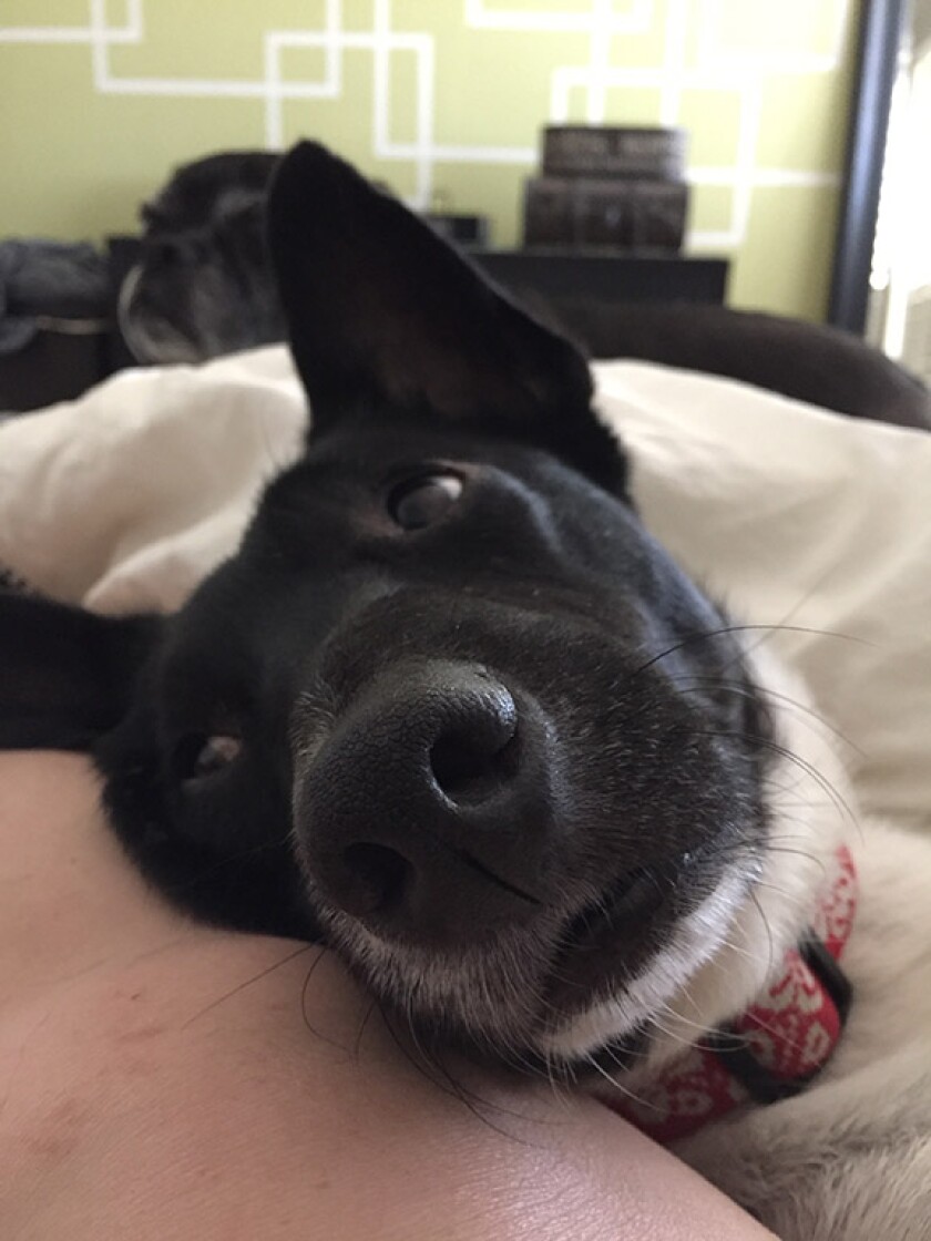 Cooper - Couch Potato Category