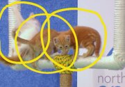 A Three Cat Conversion - Kitten Bowl V