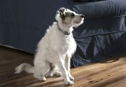 Preview - Love at the Shore - Summer Puppy Love