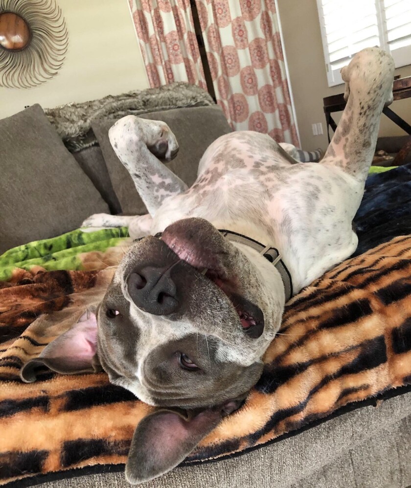 Atlas - Couch Potato Category