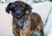 Adoption Ever After - Sadie - Home & Family