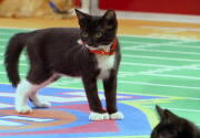 Highlights - The Final Seconds - Kitten Bowl VI