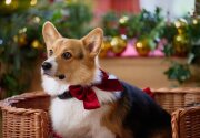 On Location - A Royal Corgi Christmas