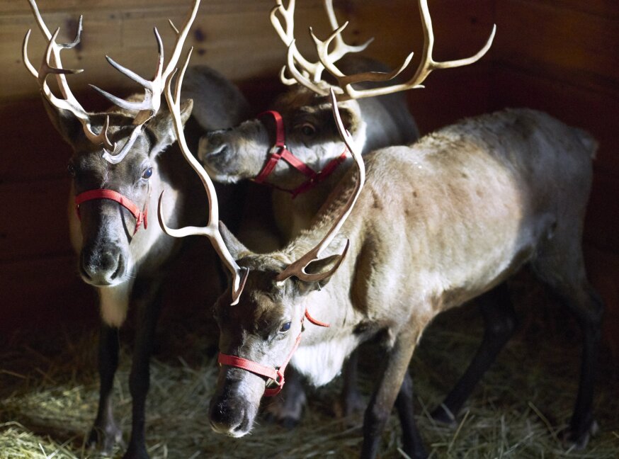 On Location Northern Lights of Christmas