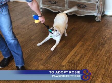 Rosie - Adoption Ever After - Home & Family