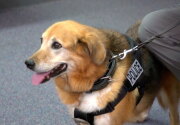 Flash - Law Enforcement or Arson Dog - Hero Dog Awards 2018