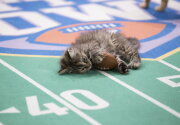 Dew Drop Pounces for the TD - Kitten Bowl V