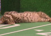 Highlights - Panthers Unite - Kitten Bowl VI