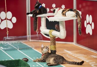 Highlights - Tie Game - Cat Bowl