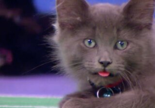 Un-Castmanlike Conduct - Kitten Bowl V