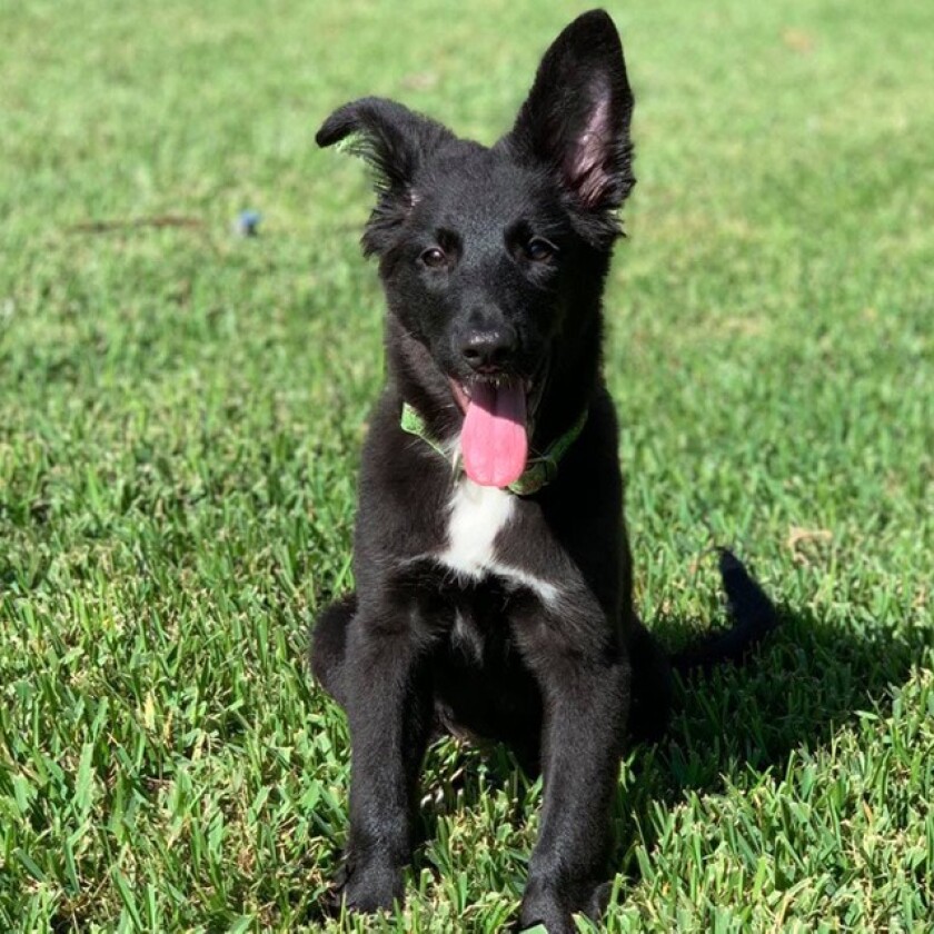 9056_Pet_Adoption_Trisha.jpg