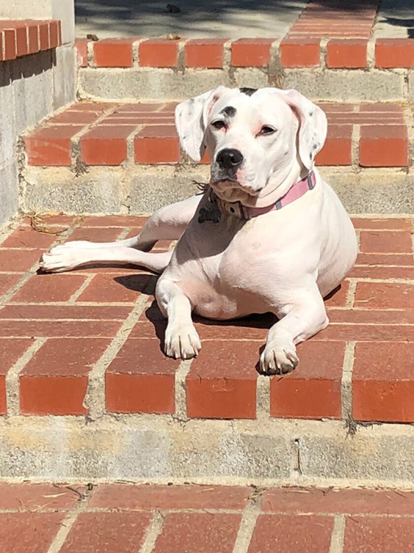 Luna - Wiggle Butt Category