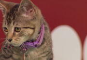 Highlights - The North Shore Bengals Advance - Kitten Bowl VI